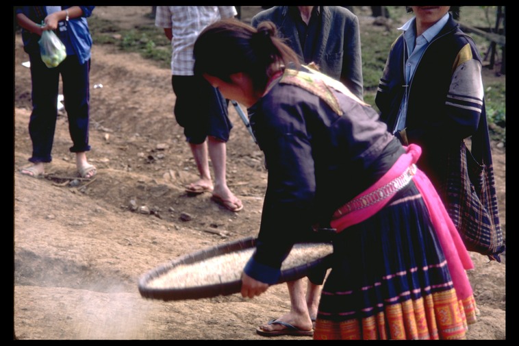 Hmong girl winnowing, Bua Chan, Thailand, 1986