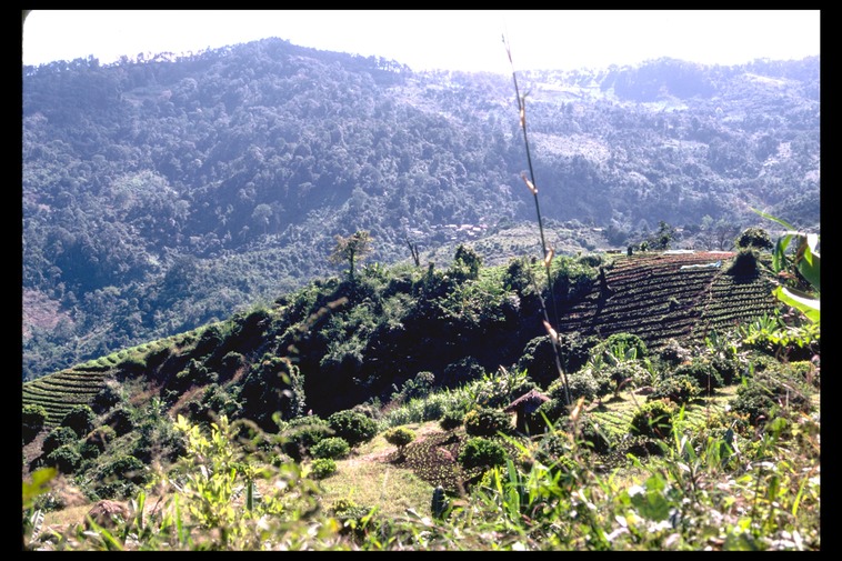 Slash & burn fields, Thailand, 1986
