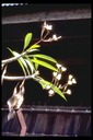 Flower of the New Year, Thailand, 1986