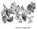 bougainvillea