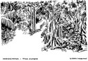jungle
