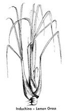 lemongrass
