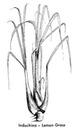 lemongrass