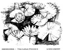lotus2