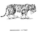 tiger