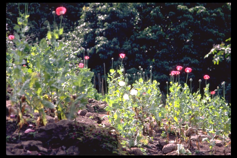Poppy field, Hmong Village, Thailand, 1986