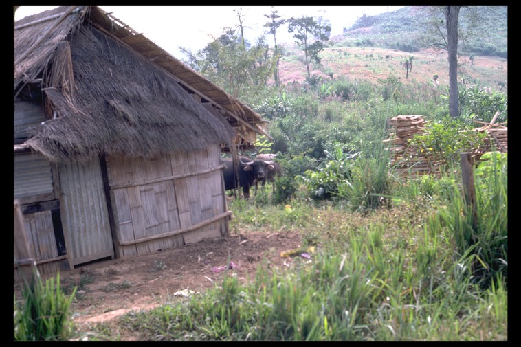 Water buffalo, Thailand, 1986