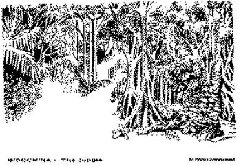 jungle