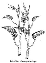 swamp cabbage